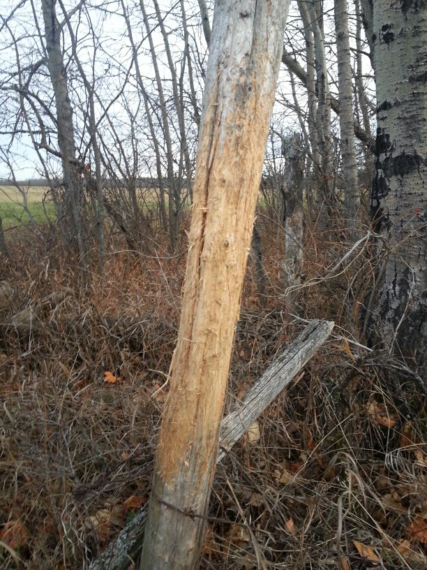 BGIKG's tweet photo. I love shit like this. #exploring #bucksign #preparing #hunting https://t.co/8VJgy3U8E4