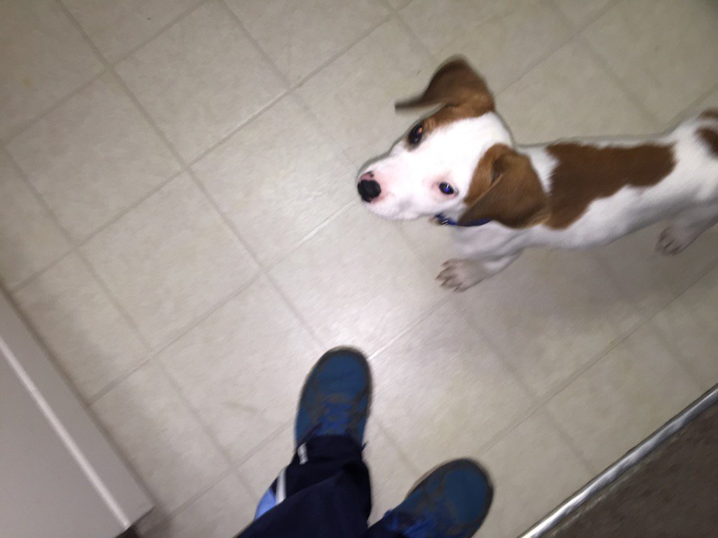 ScharfRick's tweet image. Josh brought home a puppy guess we are gonna be busy lol