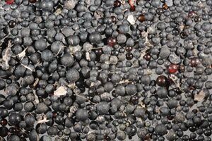microbeadplan's tweet photo. Let's make a difference in our community and get rid of micro beads!!! https://t.co/5FvRQLqBot