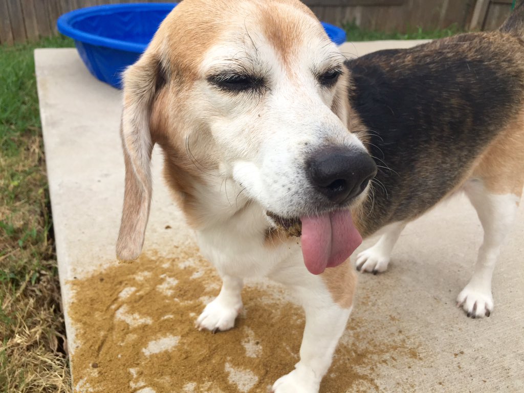 ELVIS_BFP's tweet photo. This is what Elvis says to Animal Testing!!! @beaglefreedom @AKatPalmer #crueltyfree #namesnotnumbers #right2release https://t.co/srvTptgc1Z