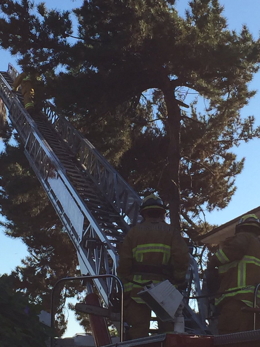 PasadenaFD's tweet photo. Conscious male hanging from palm frond 25 ft. high on Adena St. at Los Robles Ave. Search and Rescue team on scene. https://t.co/4JQNYR72V3