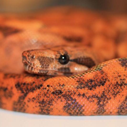 ReptileInsider1's tweet photo. Join https://t.co/ibnQD9mW8C #boa #redtailboa #boamorph #python #reptile #reptileinsider #carpetpython #ballpython https://t.co/E7HL9cbUpP