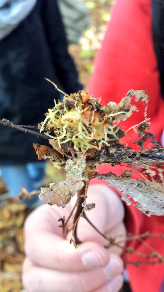 Beechdroplettes's tweet photo. Zomming in on beechdrop roots which parasitize on beech trees. #parasitism #communityecology #nathist #ENVB222 https://t.co/9PWcz5YEns