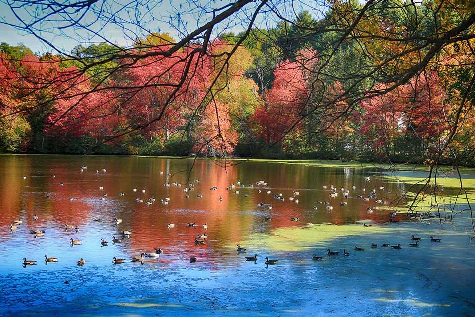 masslivenews's tweet photo. Will your photo be among the top 7? #Fallfoliage #MAFall https://t.co/OOi0xpQIFj https://t.co/E2WO8jHAwh