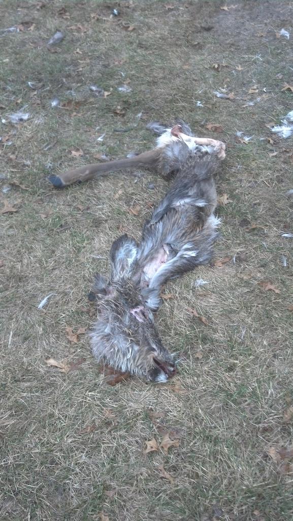 Stup18grl's tweet photo. @bradleytraynor . My Dog Kira bought this home one day. Sorry for the visual. Yuck, she was a proud girl. https://t.co/oH4axKTO4A