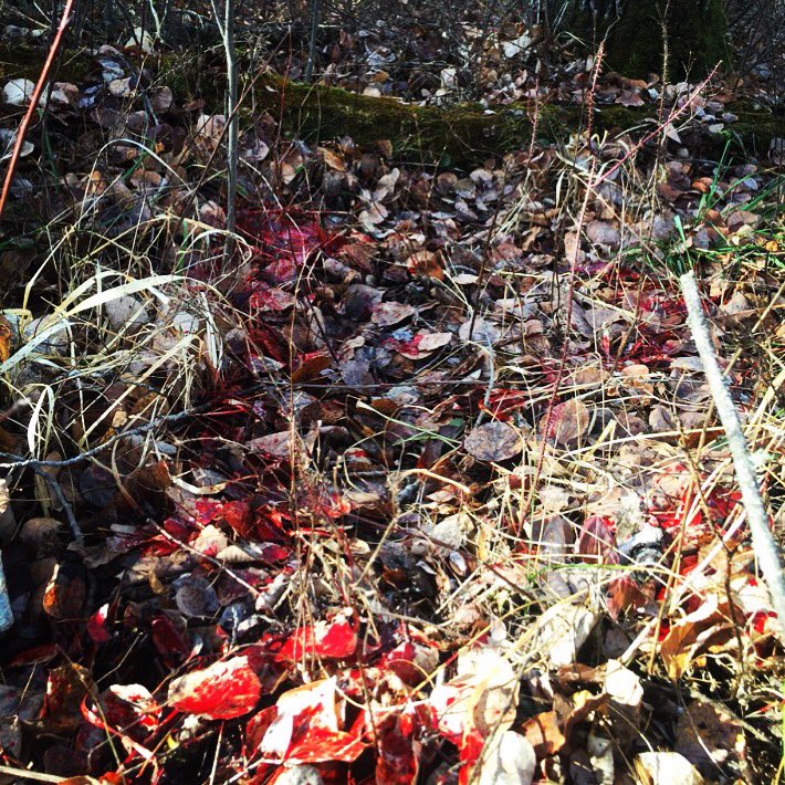 DrivenTV's tweet image. Coming to you LIVE from the &quot;Red Carpet Event&quot; at Buck Country Outfitters... #TagPunched