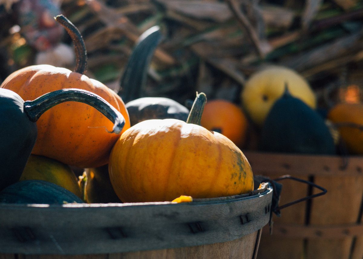 Wines4OK's tweet photo. Today is #NationalPumpkinDay @TravelOK has things to do and places to go this fall. https://t.co/SVn4XyrL3R #fall https://t.co/yy3AmQIrrH