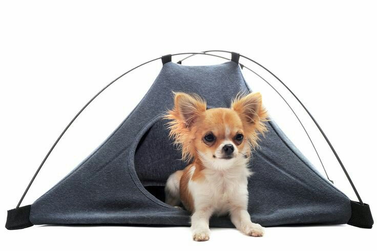 teacuptutucharm's tweet photo. Camping anyone? Let your Pooch enjoy the nice weather with you ๐ถ https://t.co/fwFlVOW7Mb #dog #tent #funforfall https://t.co/WR9iV5EMIx