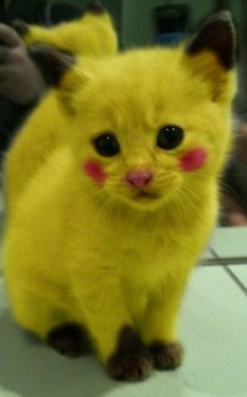 ScioJonathan's tweet image. c mon pikatchou