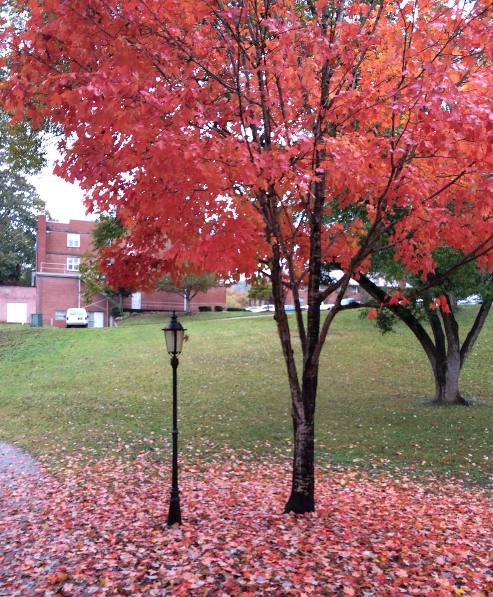 ToccoaFalls's tweet photo. The weather is changing and the leaves are falling. Post your favorite fall photos with #exploreTFC https://t.co/g2gkWXs4lJ