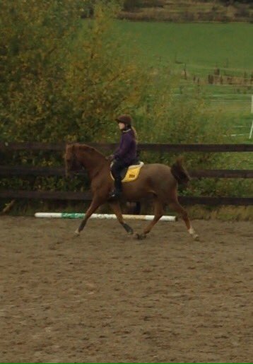 poniemadmollie's tweet photo. Me and pads at the weekend he's been a spooky recently but we're getting through it 💞🐴 #HorseHour https://t.co/id1cGAsjiF