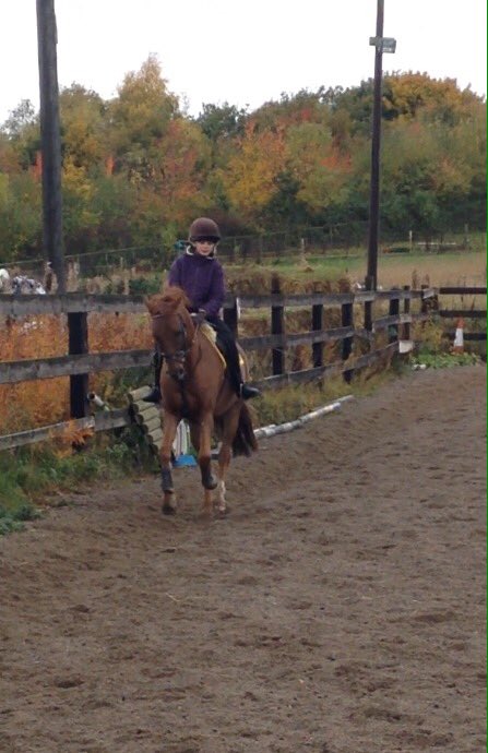 poniemadmollie's tweet photo. Me and pads at the weekend he's been a spooky recently but we're getting through it 💞🐴 #HorseHour https://t.co/id1cGAsjiF