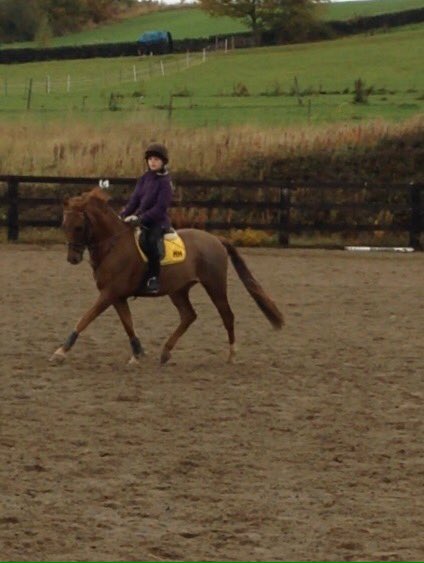poniemadmollie's tweet photo. Me and pads at the weekend he's been a spooky recently but we're getting through it 💞🐴 #HorseHour https://t.co/id1cGAsjiF