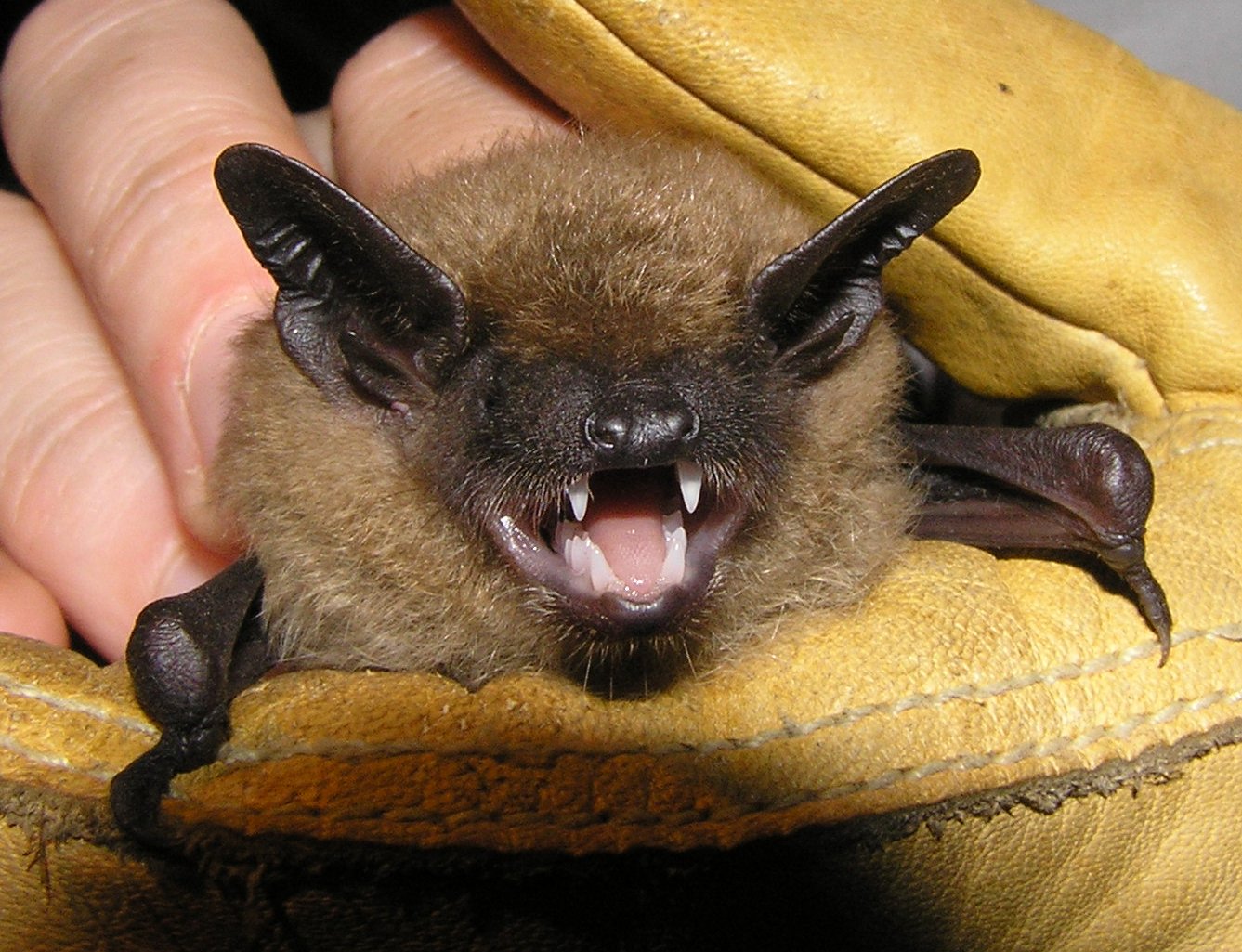 Big Brown Bat