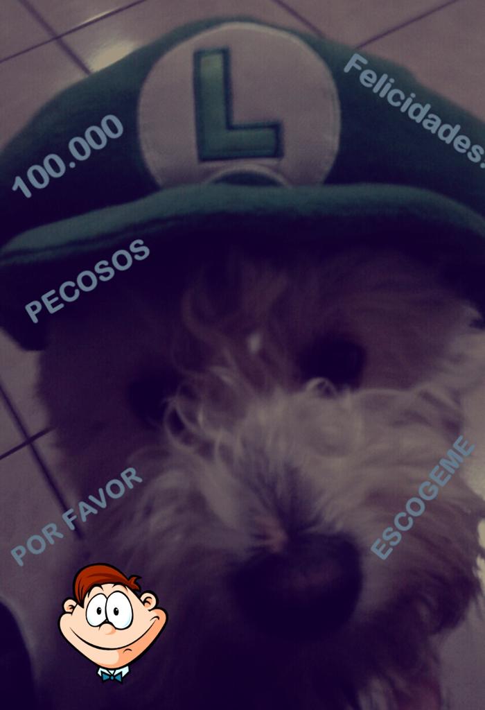 antoniomen54's tweet photo. #new3dspecas Me encanta tambien decorar 
Por Favor Mi Perrito te lo pide @Pecas__  Suerte a todos https://t.co/YbN27JtK7X