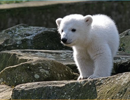 New issue of Brain online now! brain.oxfordjournals.org/content/138/11