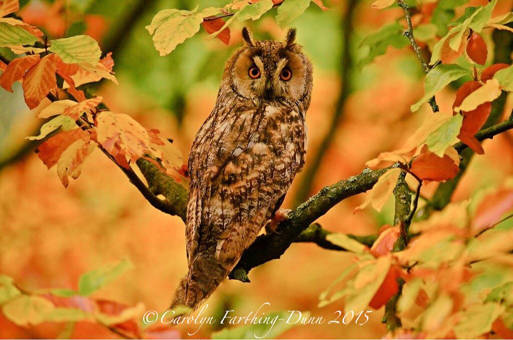 cazzascamera's tweet photo. @SwintonParkBOP @SwintonPark  @Welcome2Yorks @VisitingNEUK @VisitMasham #owls #autumn https://t.co/noZCNvgM7n
