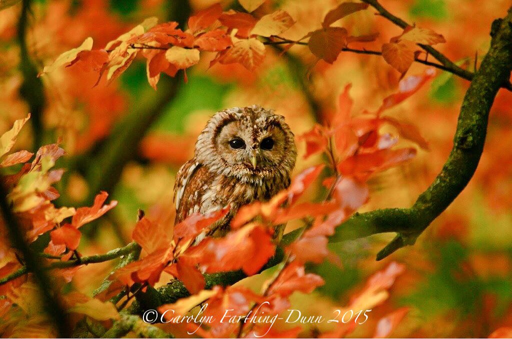 cazzascamera's tweet photo. @SwintonParkBOP @SwintonPark  @Welcome2Yorks @VisitingNEUK @VisitMasham #owls #autumn https://t.co/noZCNvgM7n