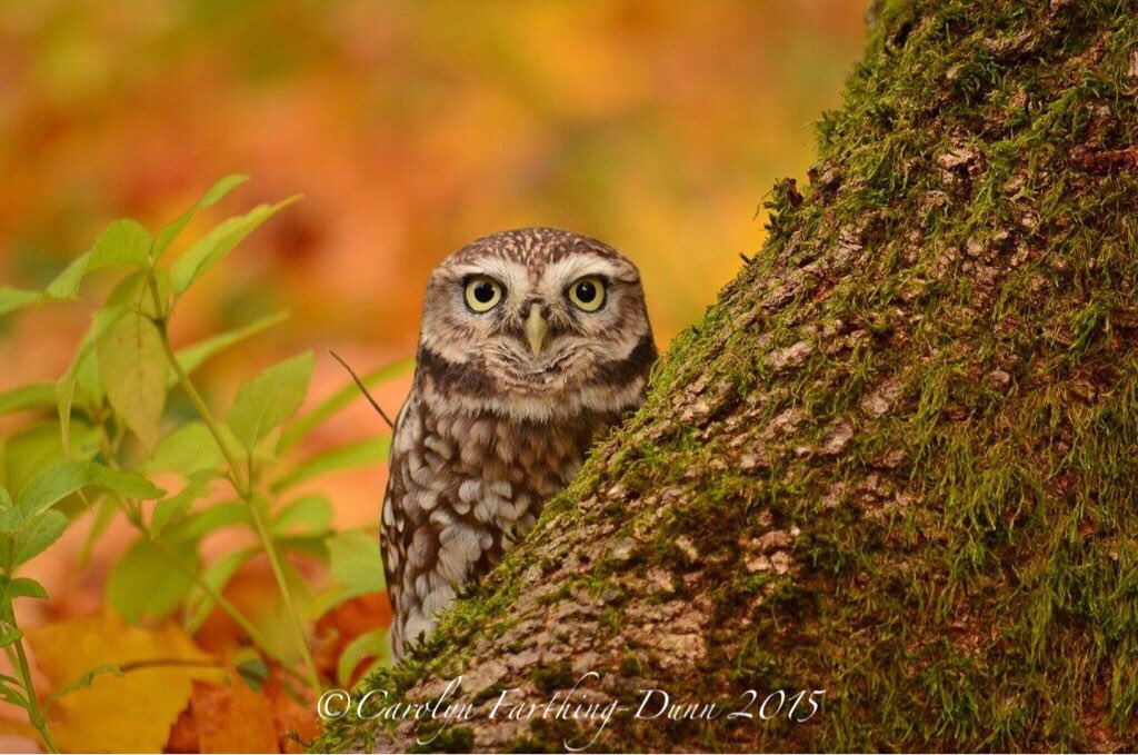 cazzascamera's tweet photo. @SwintonParkBOP @SwintonPark  @Welcome2Yorks @VisitingNEUK @VisitMasham #owls #autumn https://t.co/noZCNvgM7n