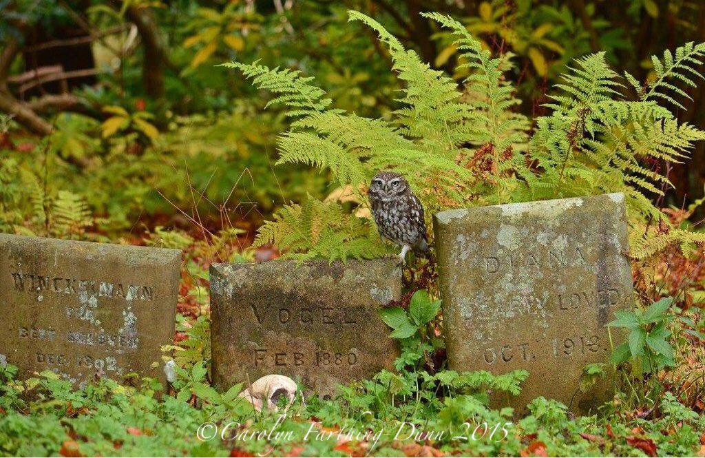 cazzascamera's tweet photo. @SwintonParkBOP @SwintonPark  @Welcome2Yorks @VisitingNEUK @VisitMasham #owls #autumn https://t.co/noZCNvgM7n