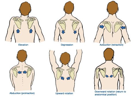 T_3PM_251LAB's tweet photo. @Natronuic20 Hey Nathan, yes you're correct! These are all the same actions of the scapula. https://t.co/1630fxZ4nq