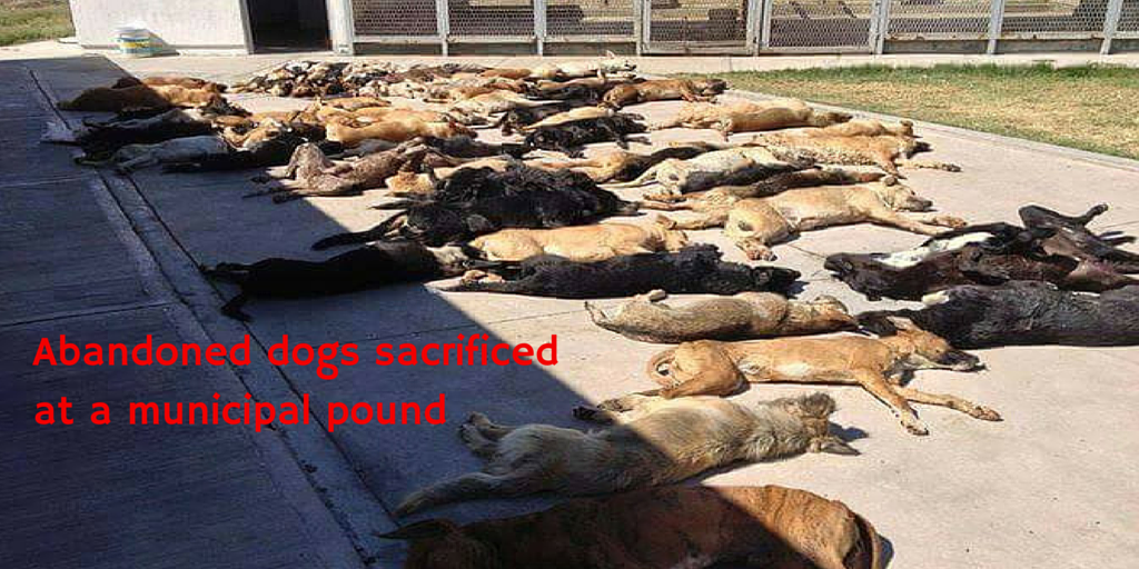 BrcknerJ's tweet photo. The abandoned dogs often die of starvation or injuries or are killed https://t.co/HjSSwQbb7W #StopGreyhoundTorture https://t.co/gBkPhBcKjc