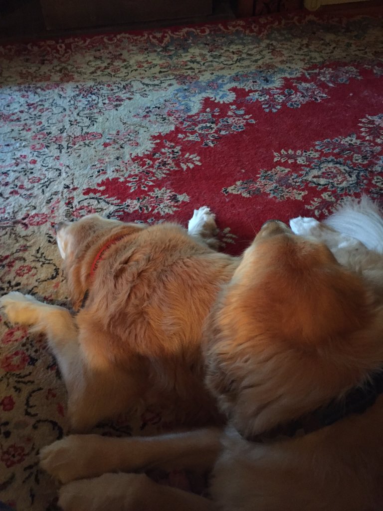 codyjakegolden's tweet photo. Pawtying wears us out #Simons10Bday https://t.co/epCcz6L7et