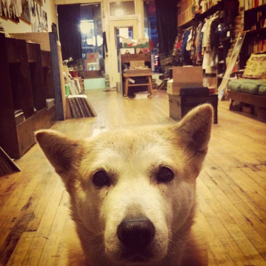 lobeholdrecs's tweet photo. Richie and Lana are at the store late tonight, swing by to say hi, get a copy of folk blues night 2 on #vinyl, etc. https://t.co/FuVA2JJHrl