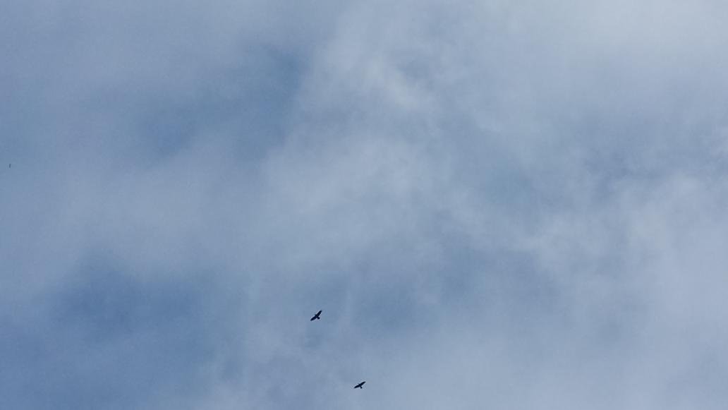 james_botelho's tweet photo. Eagles in the sky, tug boats on the dry.... https://t.co/R23OZaahfQ