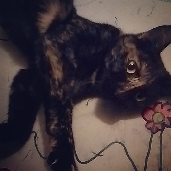 Chatchatcatcat's tweet photo. My Lady 🐱 🐈
#cat #mycat #lovecats #animals #instacat #blackandbrown #flower #catandflower #blackcat #browncat #lov… https://t.co/esEaKFIlO0