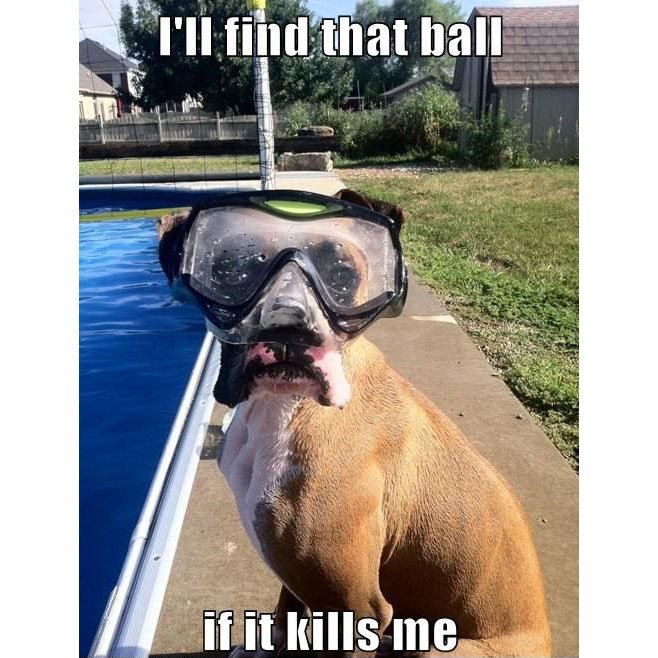 OttawaPools's tweet photo. Commitment! https://t.co/rn9i6d4yGc
