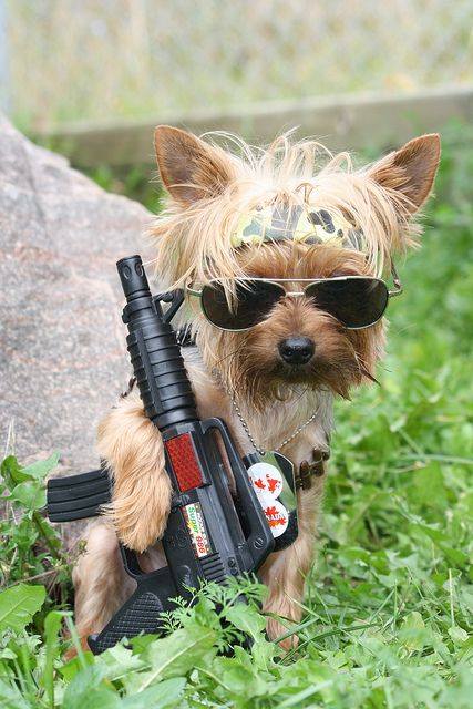 FreezyPups's tweet photo. What do you think ladies, will Rambo be jealous?
#Iammanlyhearmeroar #dogshalloweencostumes #ramboisjealous https://t.co/daT52vLPct