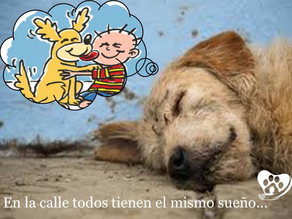 VIBRAmascotas's tweet photo. No todos los hogares deben tener un perro, pero todos lo perros deben tener un hogar!!! ADOPTA UN AMIGO.!! https://t.co/OB3jI4xO5Y