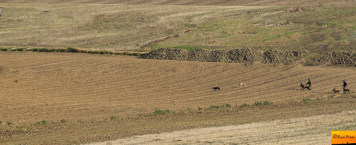 cazaycampo's tweet photo. A liebre encamada dale trailla larga, ole los galgueros buenos, liebre vista en la cama por mi padre, asi se hace. https://t.co/pTv5ovkuGO