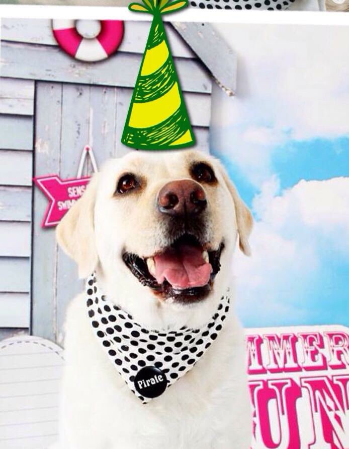 Rubitadogita's tweet photo. @RhyminSimonGR @MerryckDog @JoyRecruitRite @Baileyspringer1 evening all #Simons10Bday https://t.co/UHxLhZCf5a