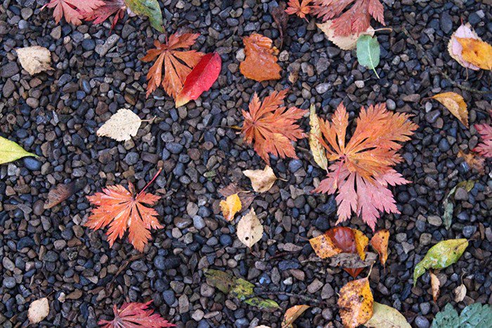 Andrew84003885's tweet photo. @YorkGategarden @PerennialGRBS https://t.co/APiFilyq22