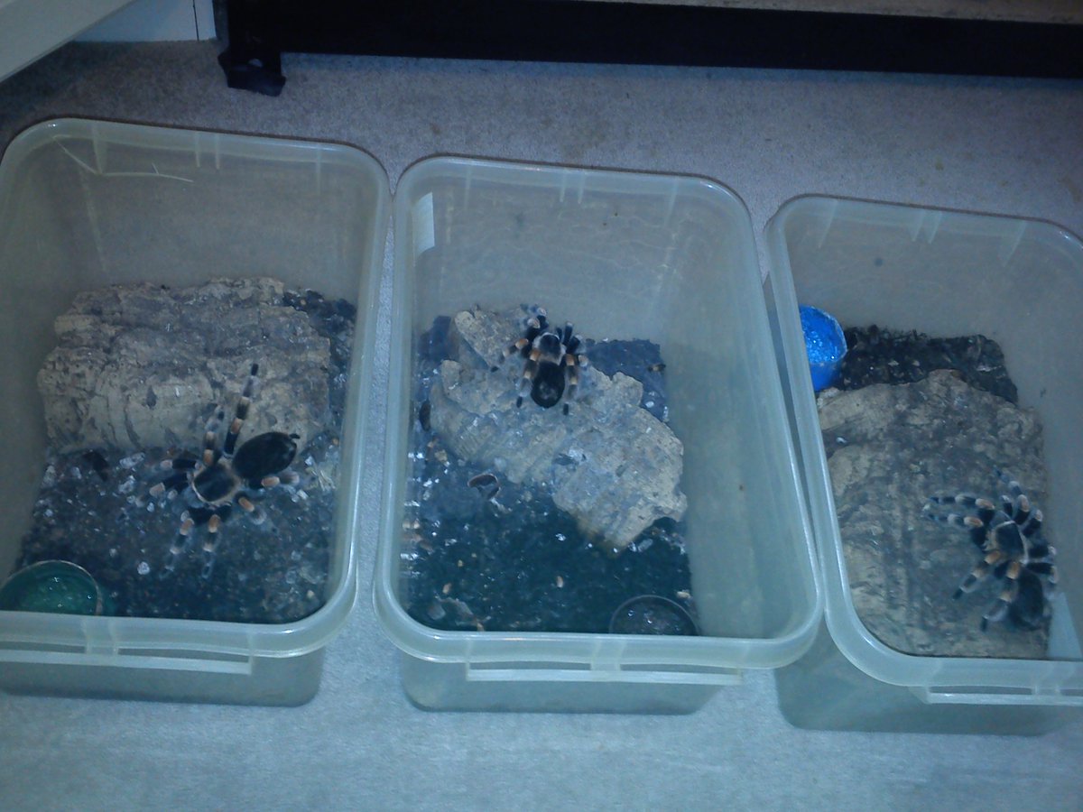 DanTurner989's tweet image. Looking after these cuties for a while.. #arachnophobia isn't the word! #herpetology #invertibrates #spiders