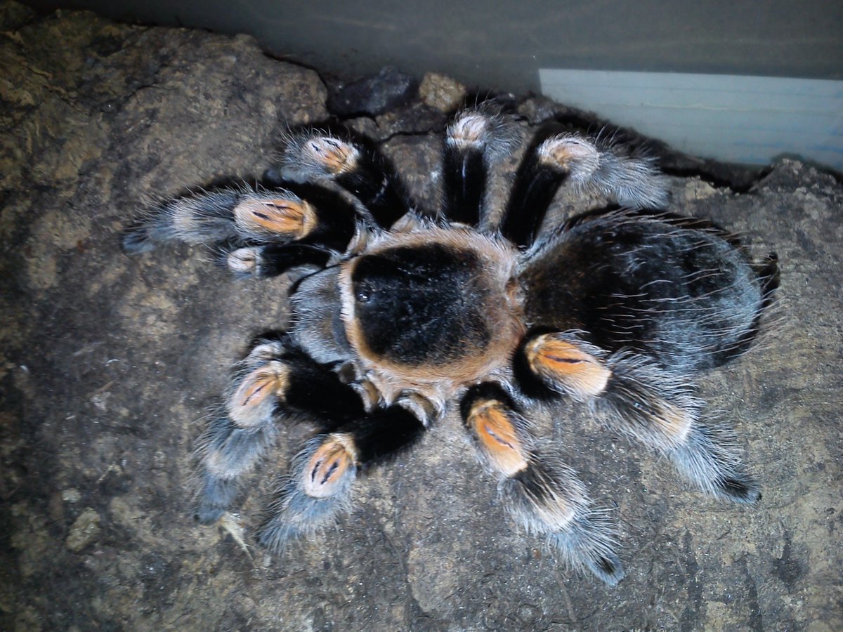DanTurner989's tweet image. Looking after these cuties for a while.. #arachnophobia isn't the word! #herpetology #invertibrates #spiders