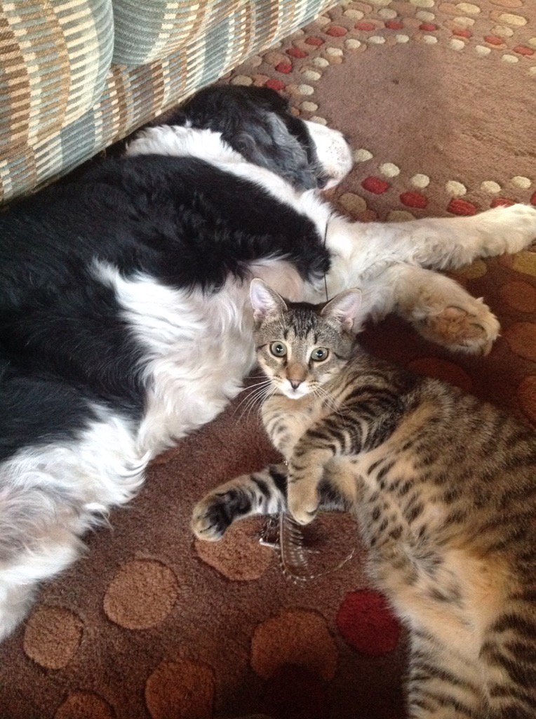 Writer_Kendall's tweet photo. Loki is all about the dog. Follows him everywhere, and brings his toys as tokens of affection. So sweet. https://t.co/dbYJ84mXbe
