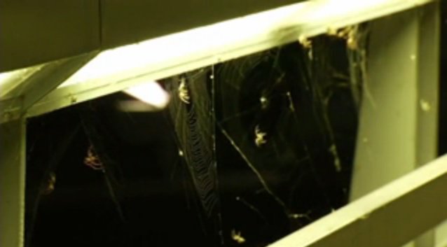 Thousands, perhaps tens of thousands, of spiders are taking over a well-known bridge.  bit.ly/1kIR5BM?utm_me… https://t.co/H3vym72Mz6
