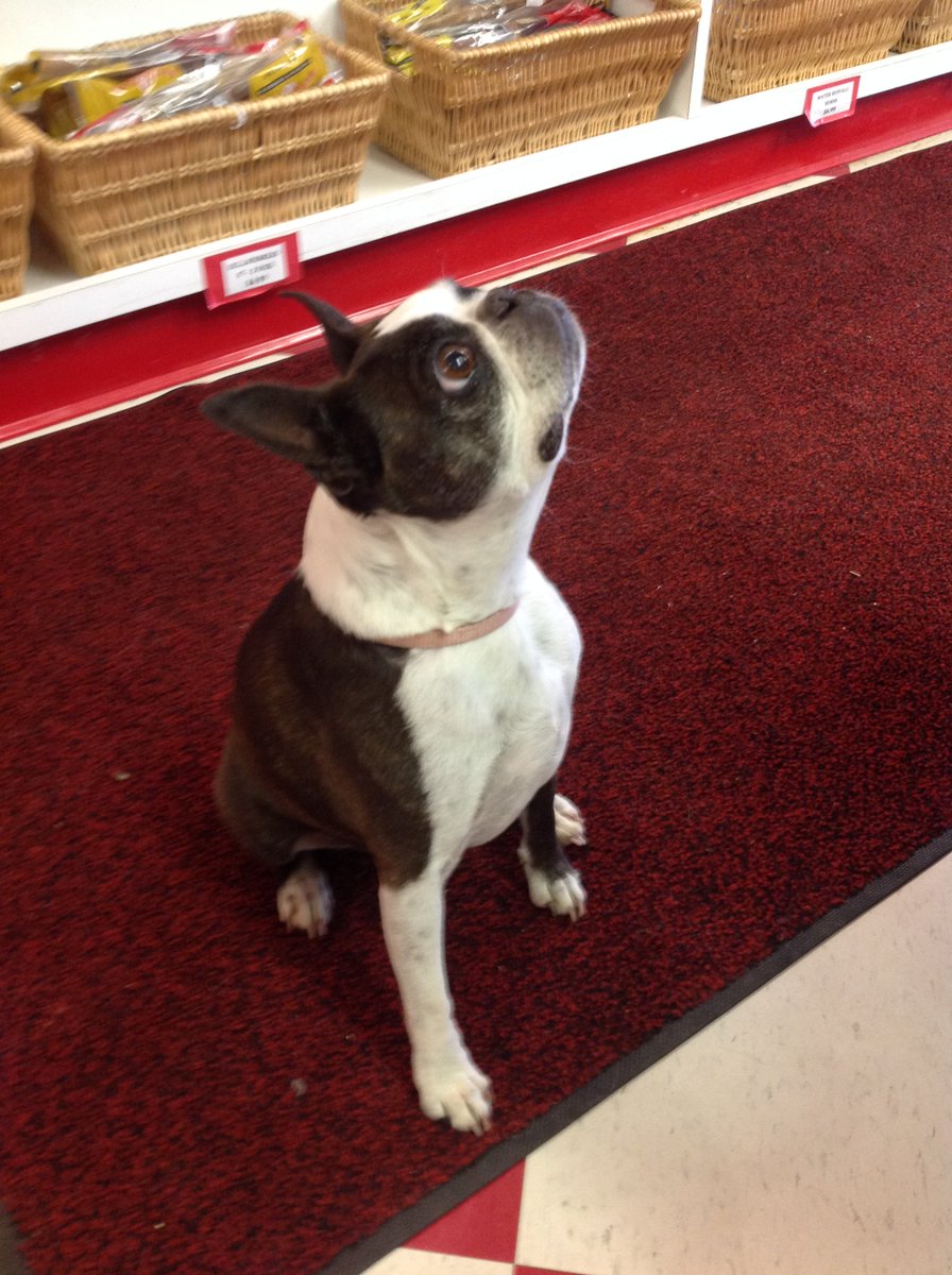GlobalNiagara's tweet photo. Nancy brought in Q the Q T Pie in for a visit. #Cute #Dogs #GlobalNiagara https://t.co/zBwIKtKwSZ