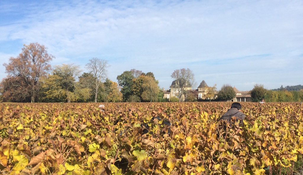 MJPerromat's tweet photo. #Vendanges2015 c'est fini! 5ème et dernier passage pour ce millésime exceptionnel. #ArmajanDesOrmes https://t.co/js41yzdod4