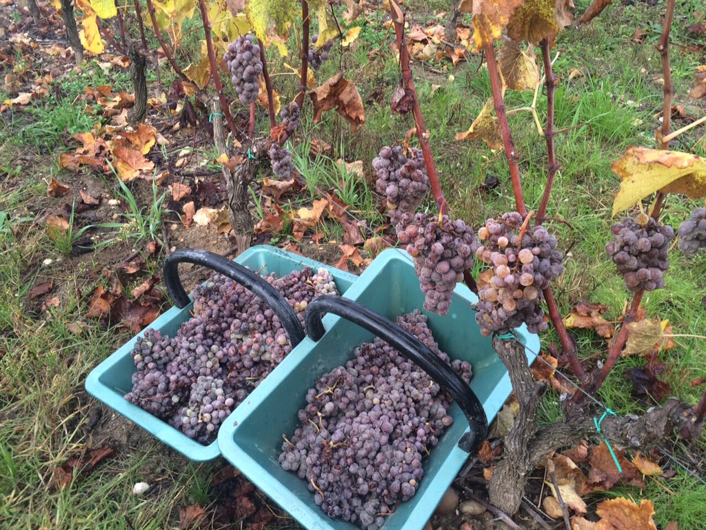 MJPerromat's tweet photo. #Vendanges2015 c'est fini! 5ème et dernier passage pour ce millésime exceptionnel. #ArmajanDesOrmes https://t.co/js41yzdod4
