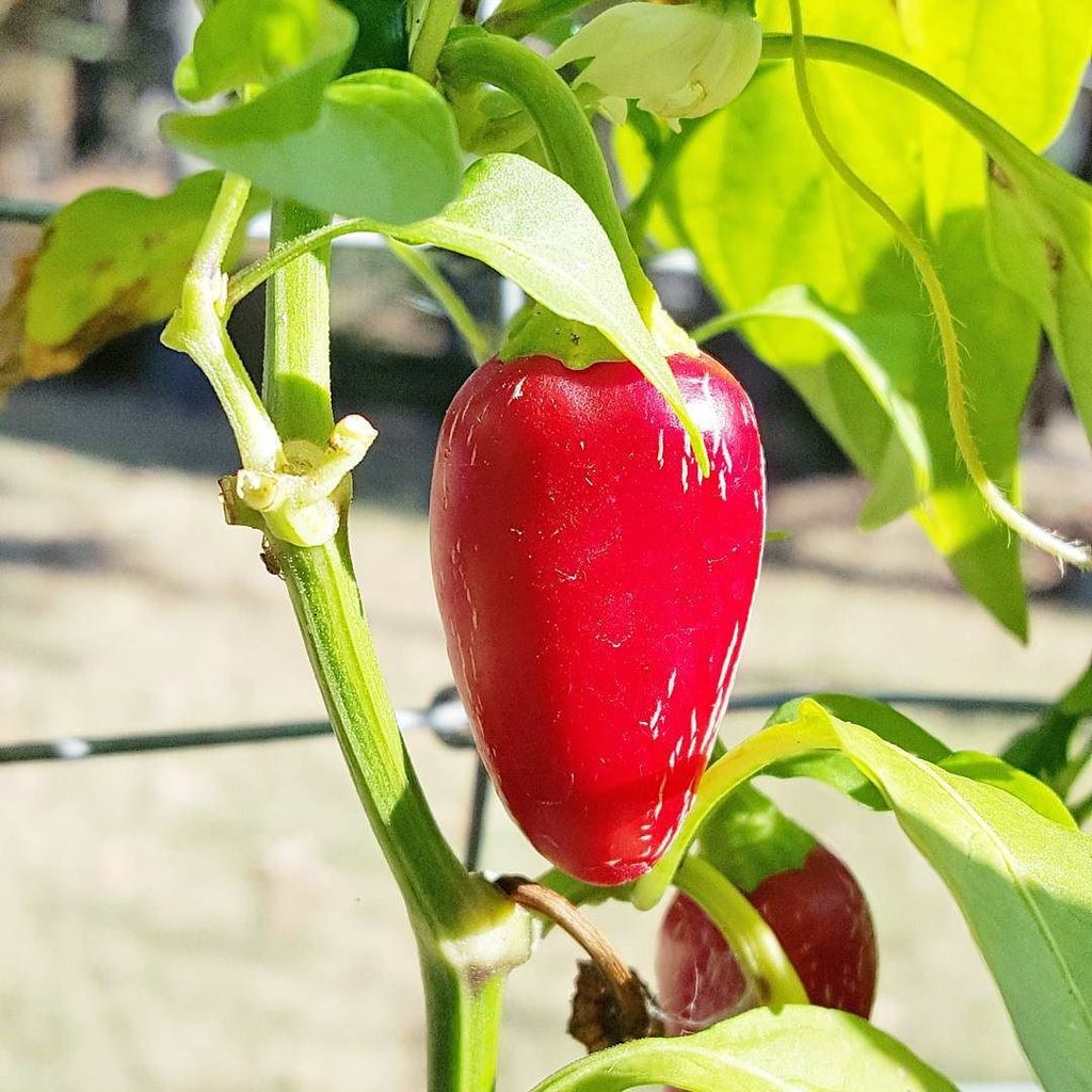 brightideamom's tweet photo. Spicy! ❤🌱 #abmhappylife #liveauthentic #thehappynow #caliente #homegrown #spicy #greenthum… https://t.co/xA1dq92R0I https://t.co/HsVhVUobaD