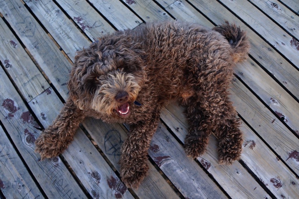 RudyDoodle's tweet photo. Maybe it time for a haircuts? I too fluffy to see. https://t.co/JDcVxL60Ys