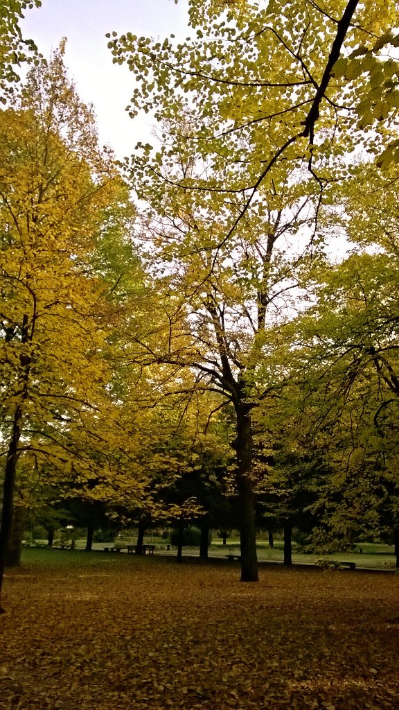 RosaMariaGiorgi's tweet photo. #home #fall #Yellow #sunny https://t.co/r0qne2Uuel