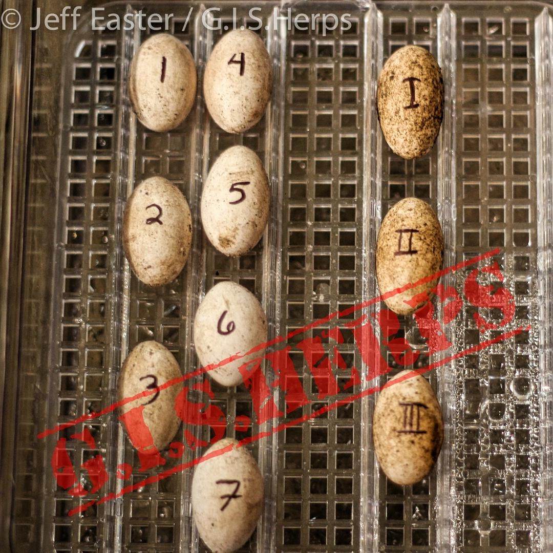 thomasjeaster's tweet photo. More eggs! Red and yellow ackies will be hatching soon here at #gisherps ! #varanus #acanthurus #spinytailmonitor https://t.co/I32ppwysw6