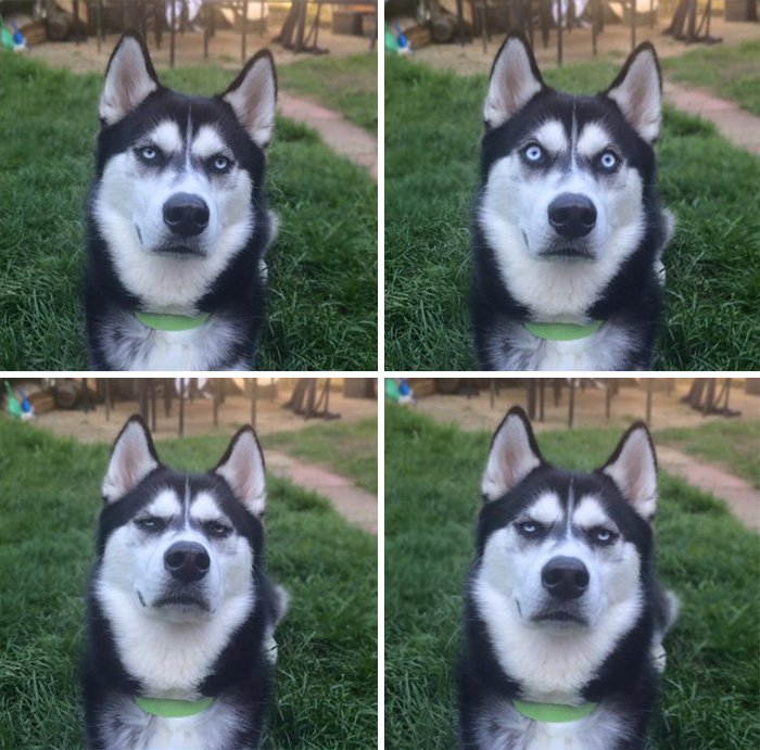 HolisticComedy's tweet photo. Owner Pretends To Throw Ball And Captures The Exact Moment Dog Realizes He Was Betrayed https://t.co/fXwjoxc68e https://t.co/hSWzRa7k8Y