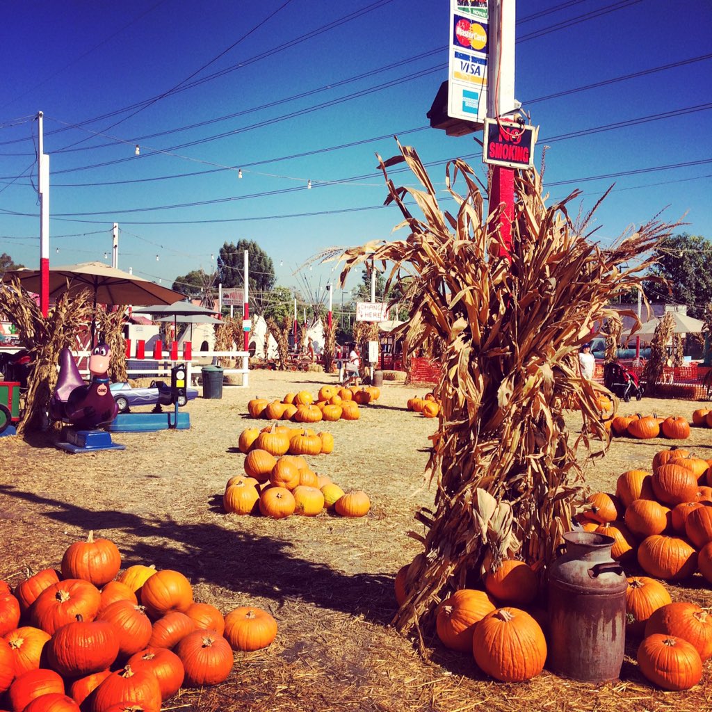 Podigyaudio's tweet photo. Visit a #pumpkinpatch today for #NationalPumpkinDay https://t.co/rNkWduPXwF