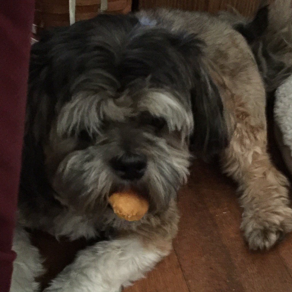 RileyClancy's tweet photo. Snack time. https://t.co/DzhpHEeCvB